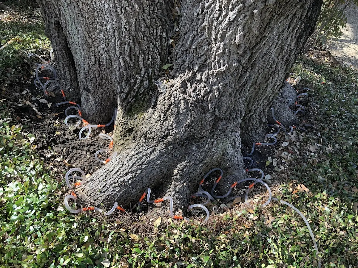 Detailed Tree Cabling and Bracing job site in Clothier