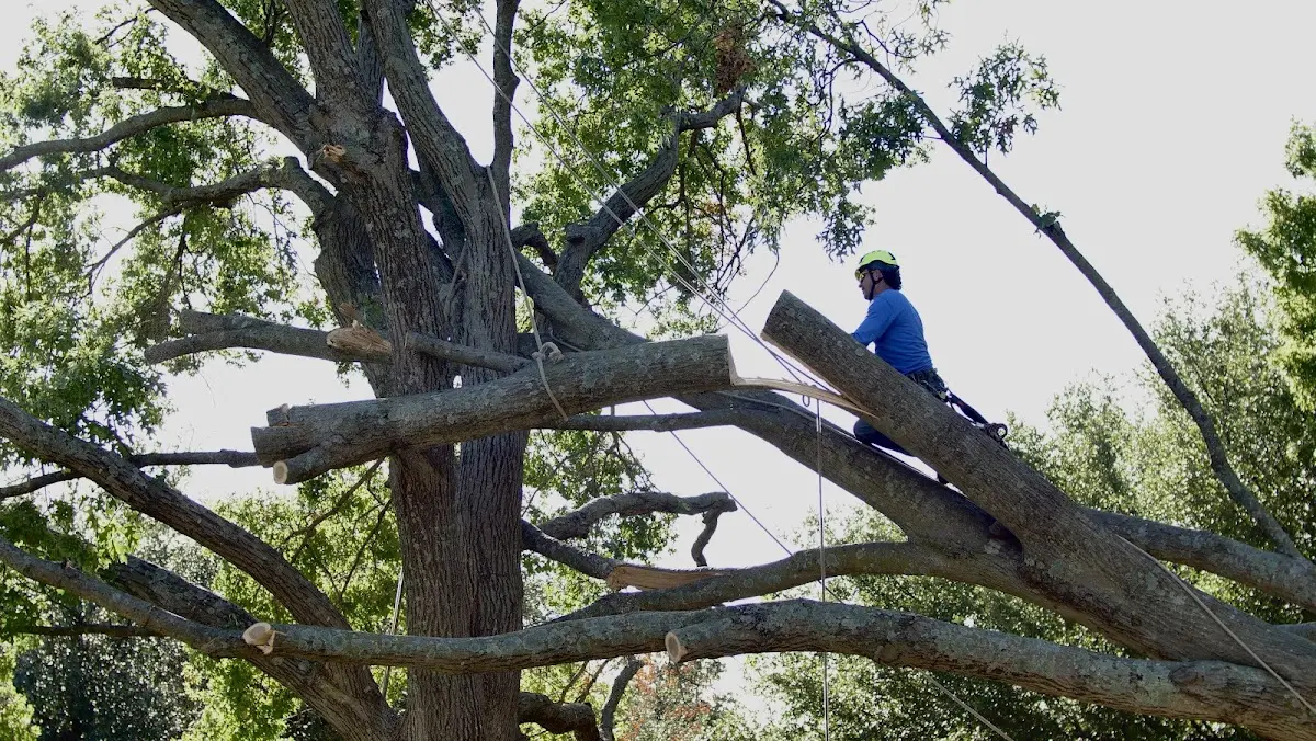 Professional Crown Thinning performed by certified arborists in Clothier
