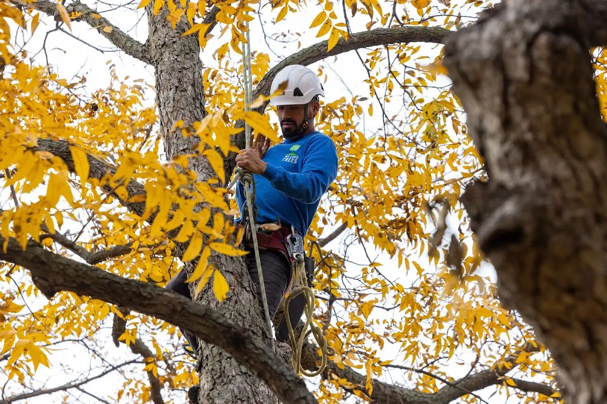 Skilled Dead Tree Removal crew working in Clothier
